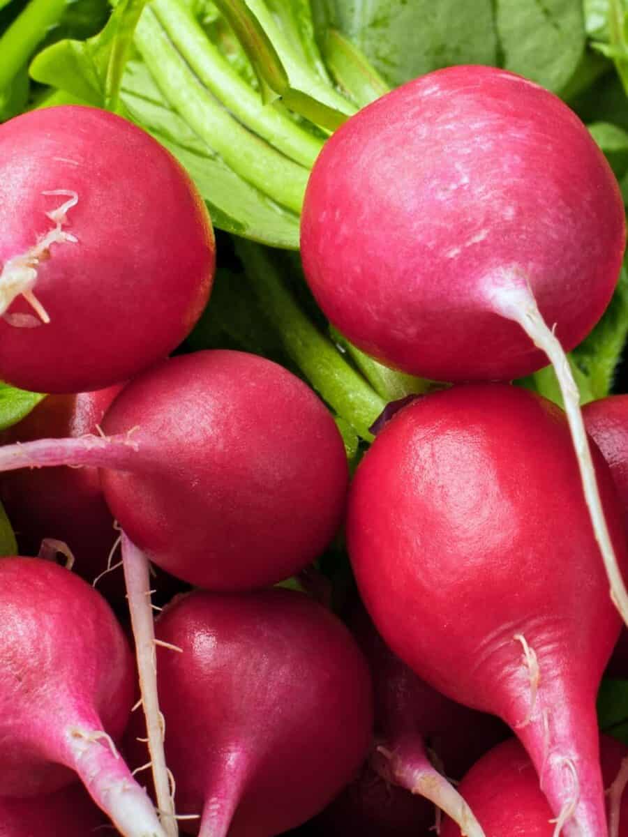 Purple radishes used in roasting a low carb side dish.